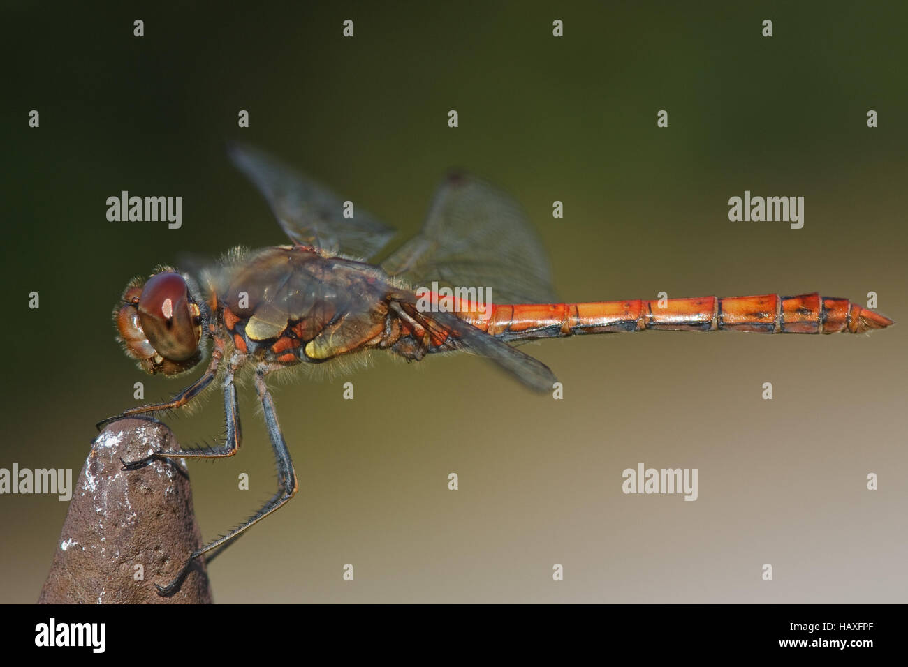 Sympetrum striolatum - Dard de commun Banque D'Images
