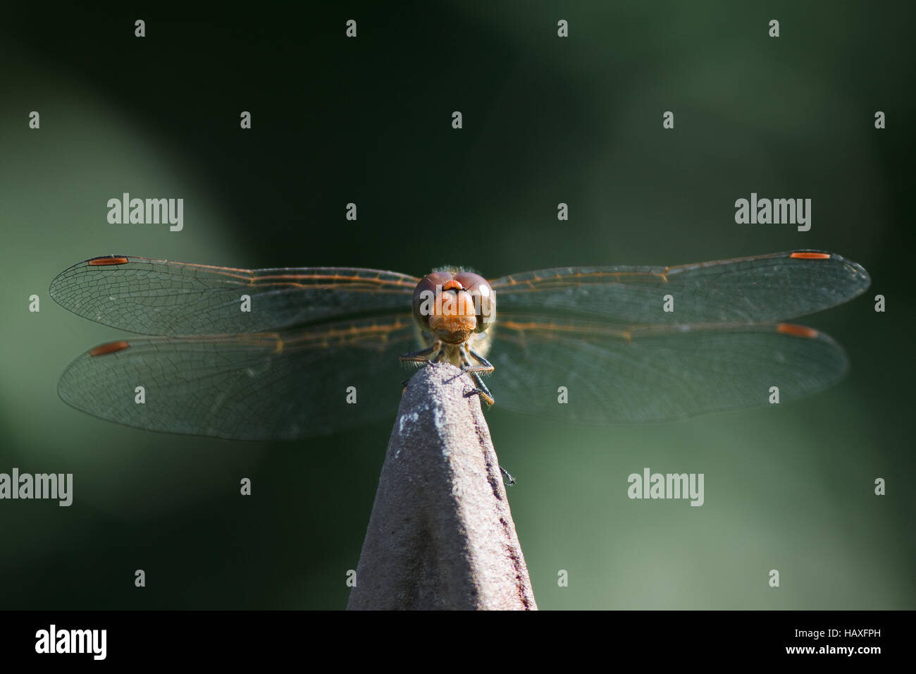 Sympetrum striolatum - Dard de commun Banque D'Images