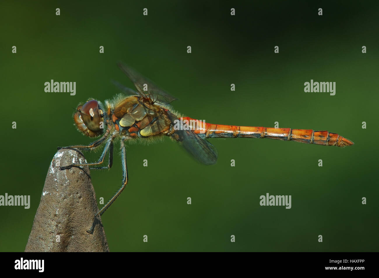 Sympetrum striolatum - Dard de commun Banque D'Images