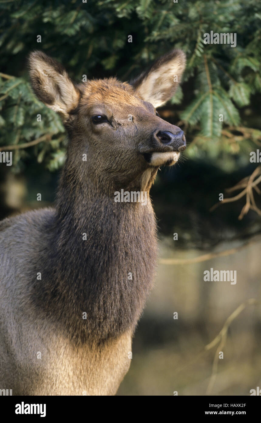 Bébé wapiti en mode portrait - (Rocky Mountain Elk) Banque D'Images