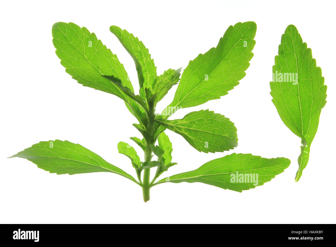 Sweetleaf (Stevia rebaudiana) Banque D'Images