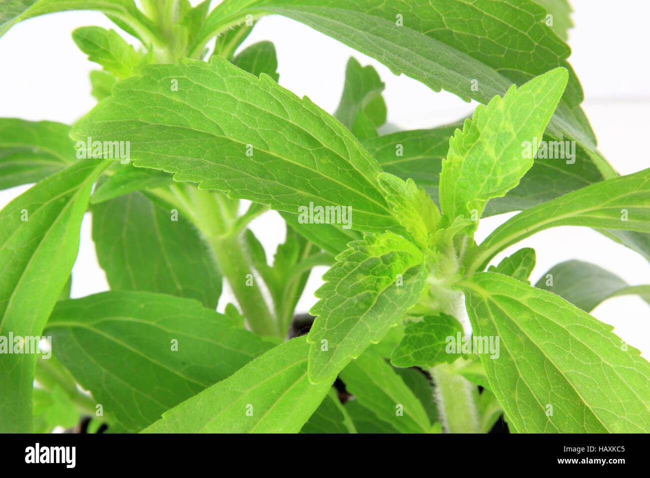 Sweetleaf (Stevia rebaudiana) Banque D'Images