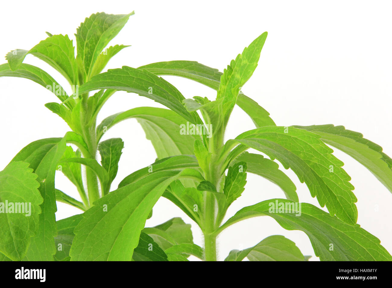 Sweetleaf (Stevia rebaudiana) Banque D'Images