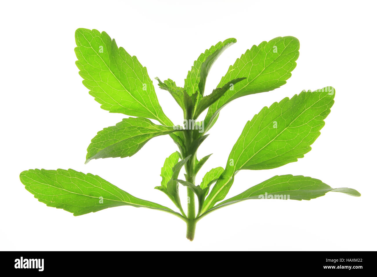 Sweetleaf (Stevia rebaudiana) Banque D'Images