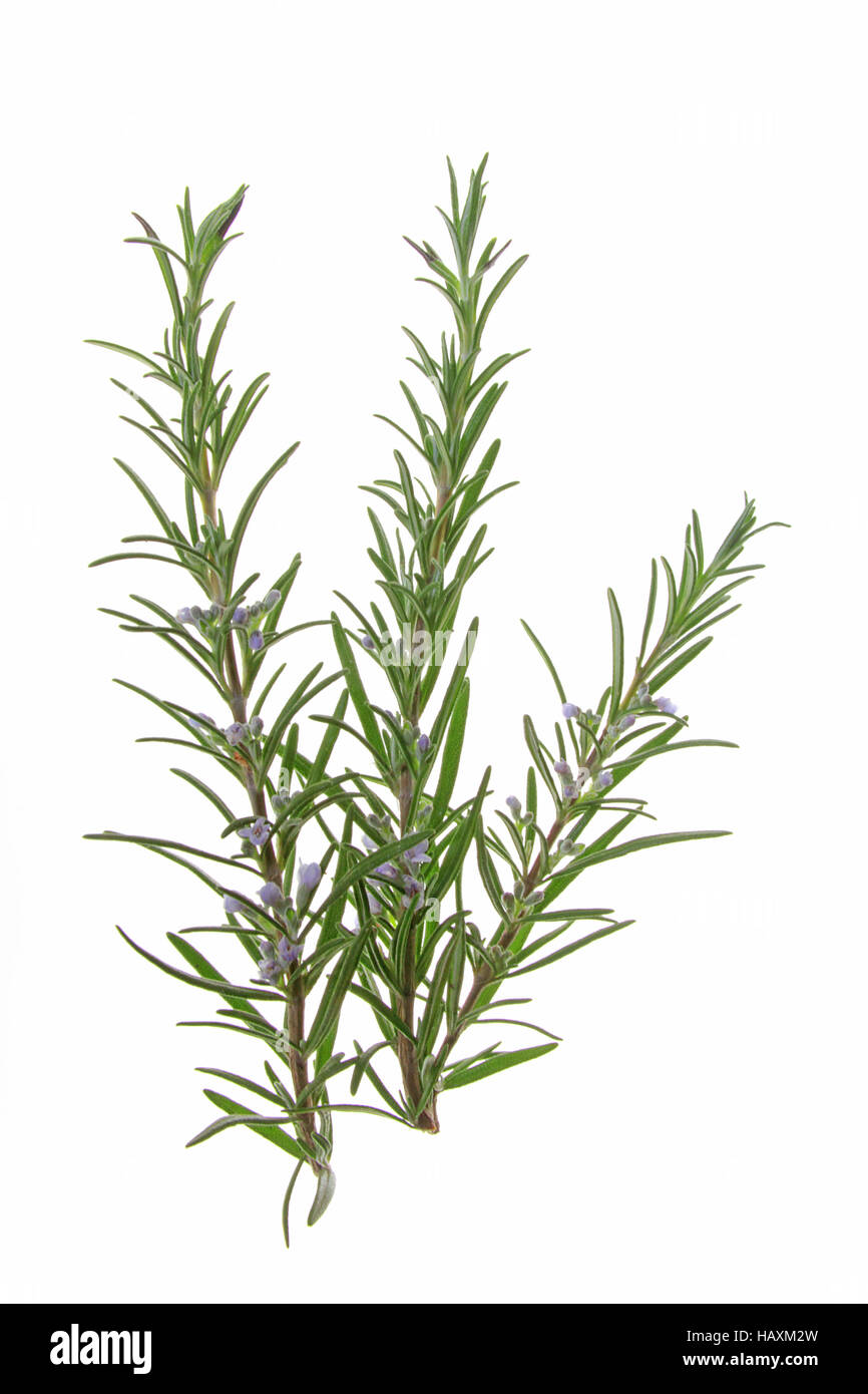 Romarin (Rosmarinus officinalis) Banque D'Images