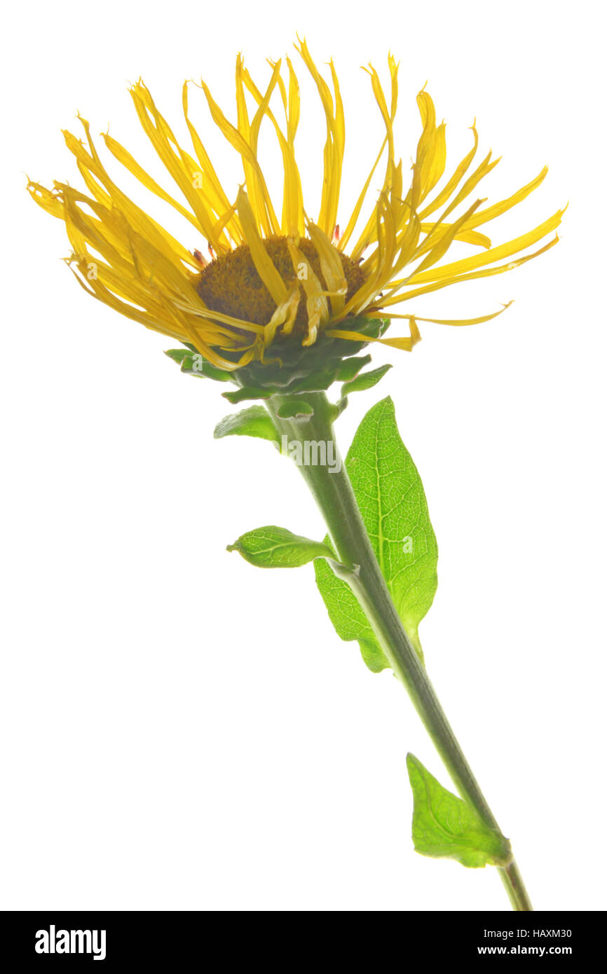 Grande aunée (Inula helenium) Banque D'Images