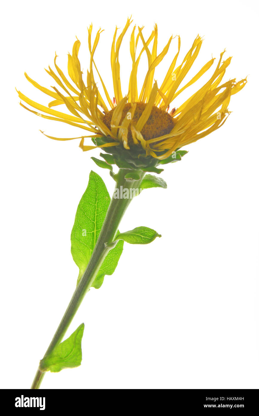 Grande aunée (Inula helenium) Banque D'Images