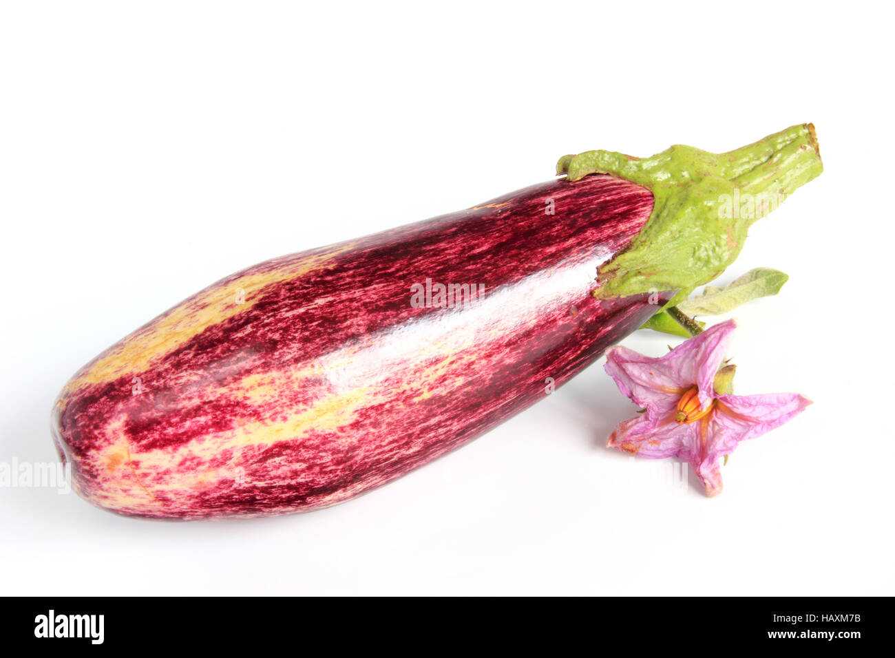 L'aubergine (Solanum melongena) Banque D'Images