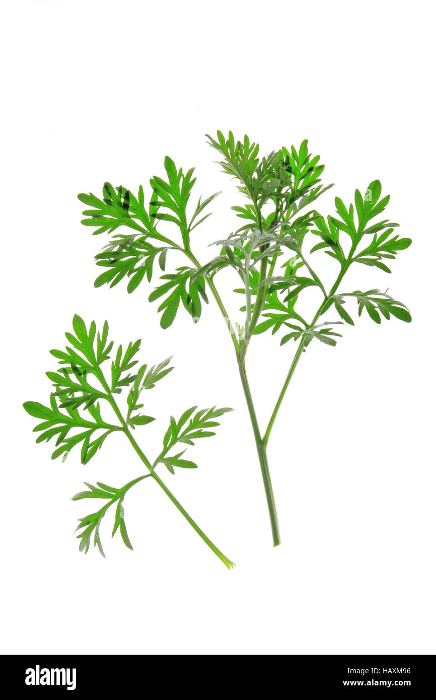 Absinthe (Artemisia absinthium) Banque D'Images