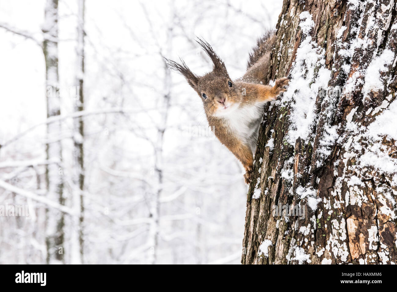 Curieux fluffy squirrel sitting on tree trunk en hiver et à la caméra dans la forêt Banque D'Images
