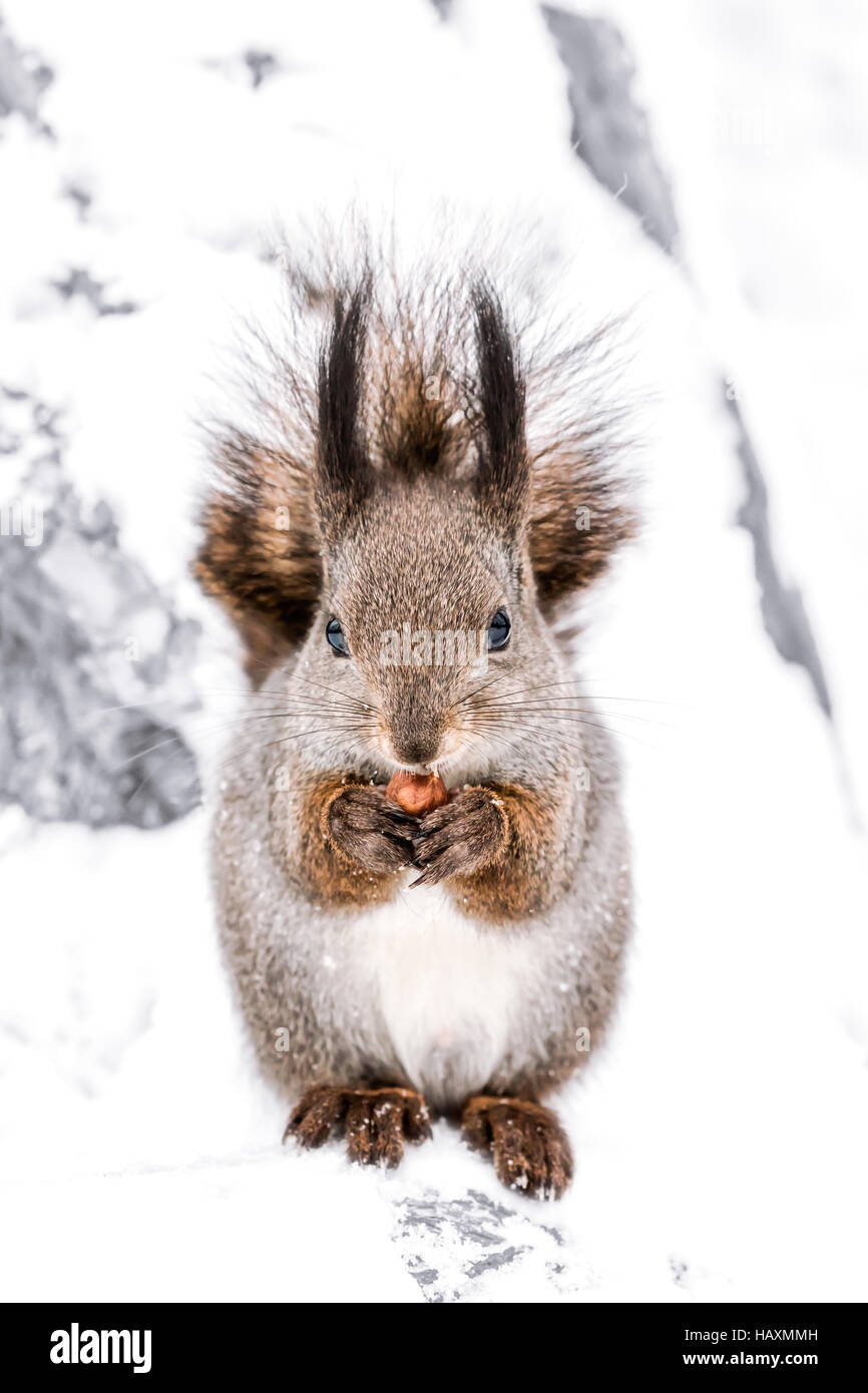 Peu fluffy squirrel sitting on snowy tree trunk et manger une noix Banque D'Images