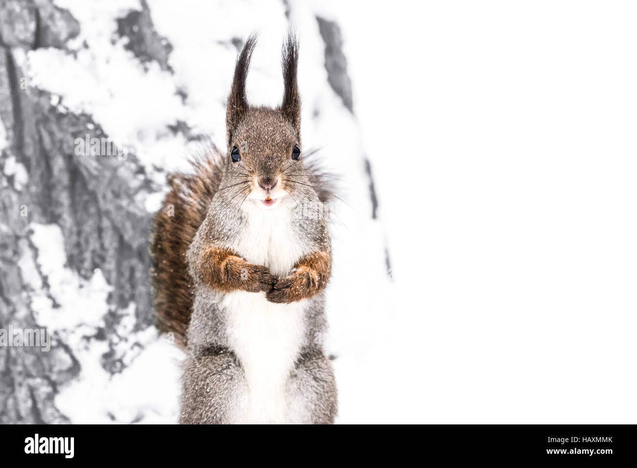 Fluffy mignon écureuil rouge debout sur tronc d'arbre enneigé en hiver et à la caméra dans la forêt Banque D'Images