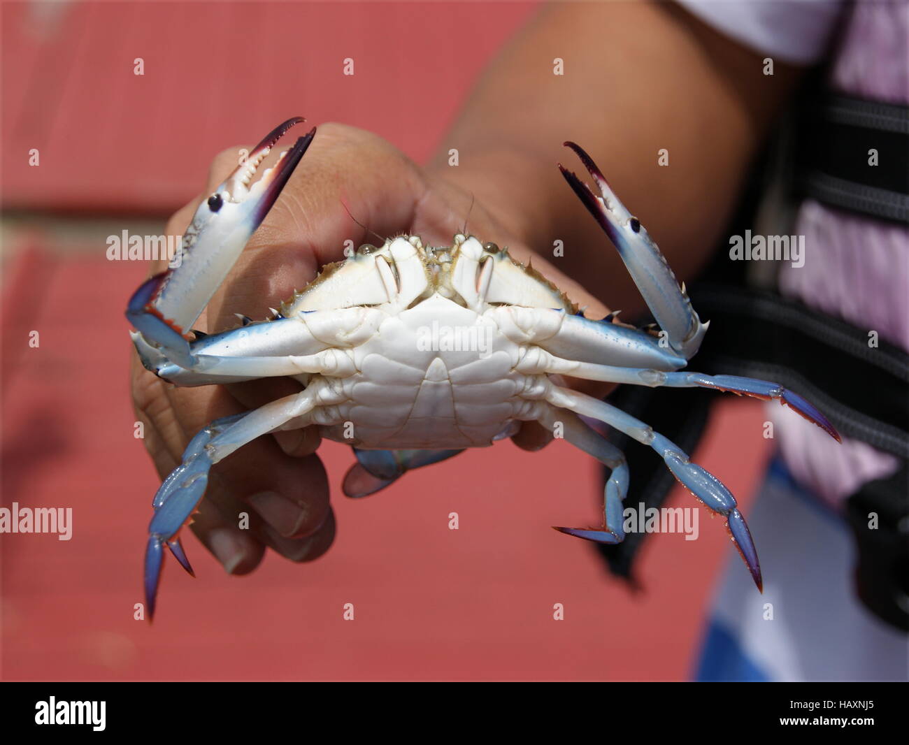 Portunus pelagicus, fleur, Crabe Crabe bleu, bleu, bleu crabe nageur manna, crabe, crabe de sable, rajungan alimasag. Malaisie Bornéo Banque D'Images