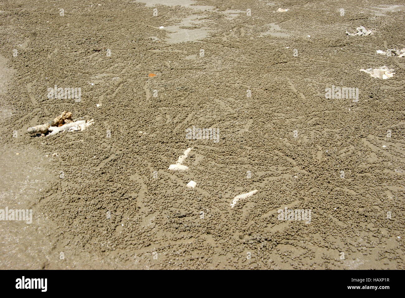 Boules de sable autour du trou de crabe sur la plage. Sabah, Bornéo, Malaisie, Asie du sud-est. Mer de Chine du Sud Banque D'Images