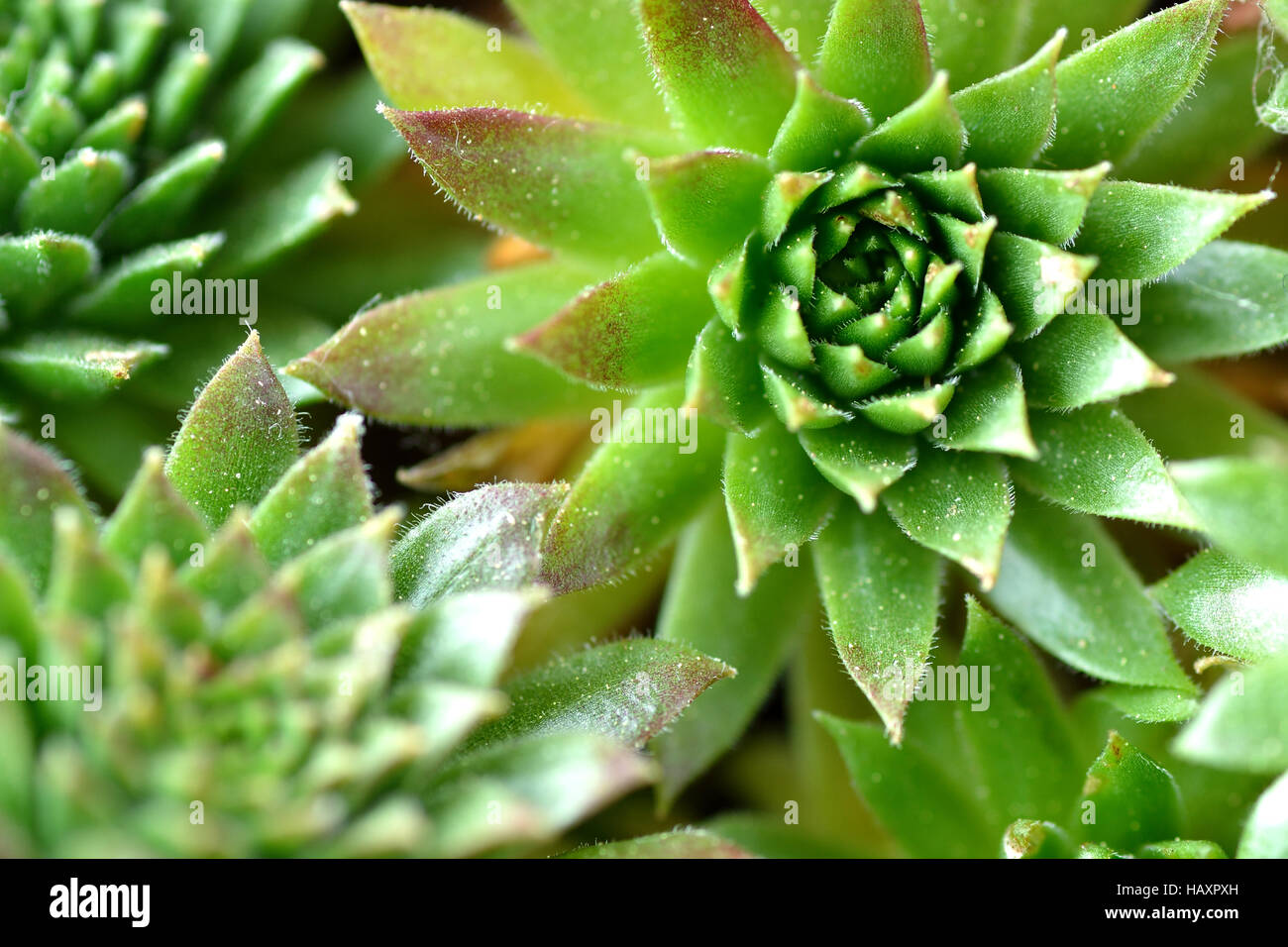 Macro de plantes succulentes Banque D'Images