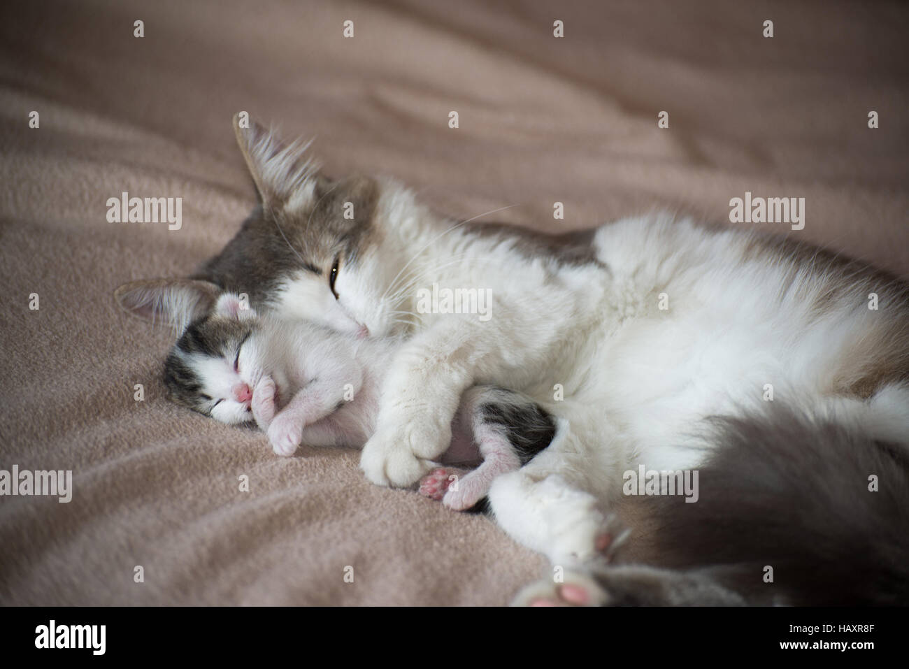 Dormir avec chat chaton et le Banque D'Images
