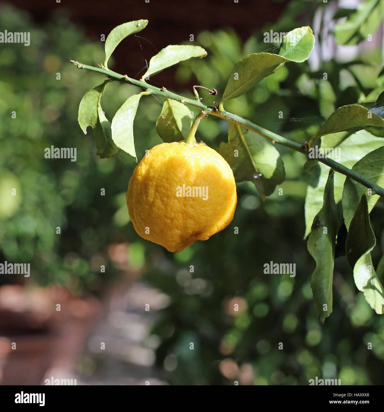 Méditerranée citron jaune dans la serre orangerie Banque D'Images