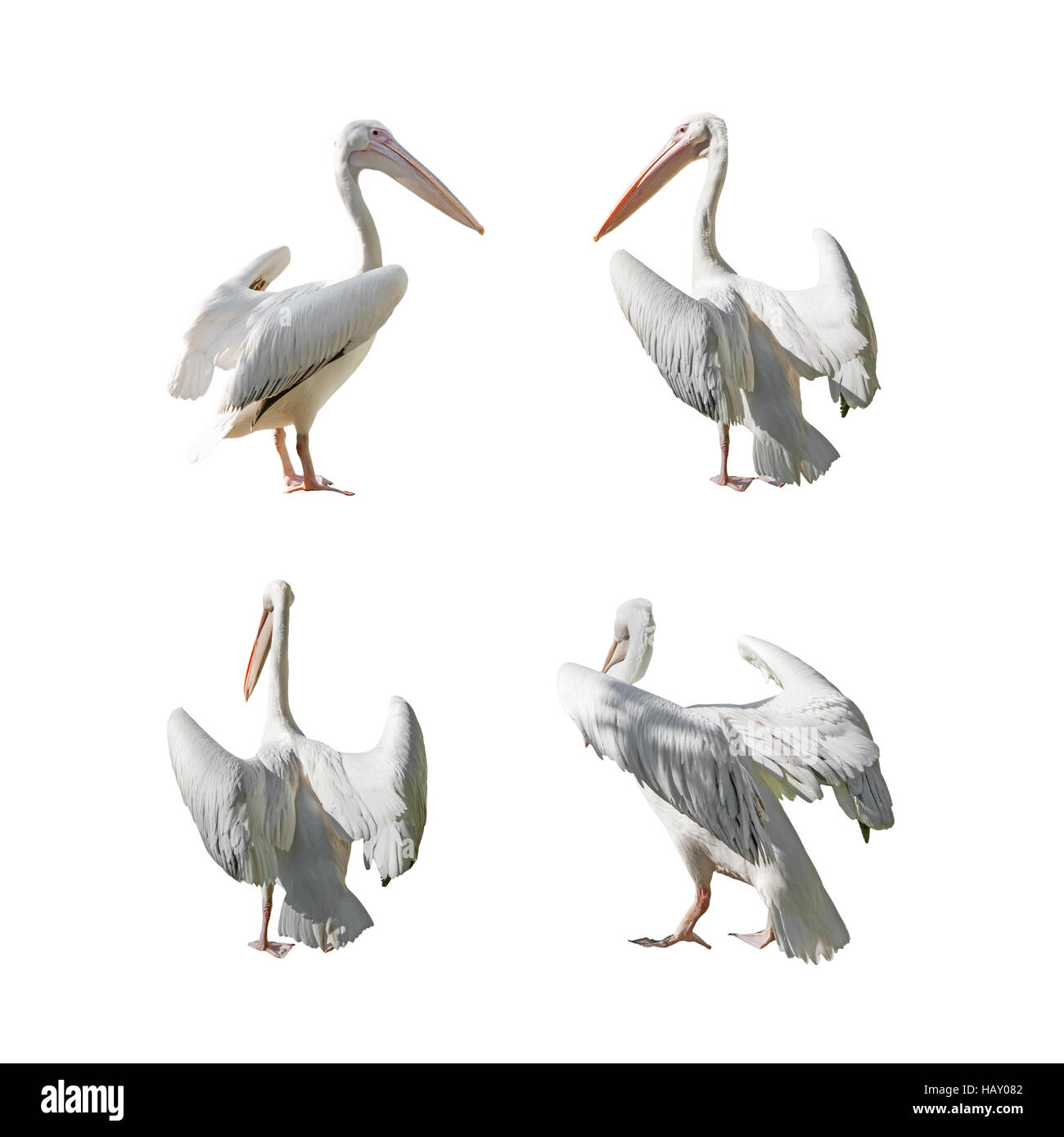 Grand Pelican avec ailes ouvertes isolé sur fond blanc. Ensemble d'images. Banque D'Images