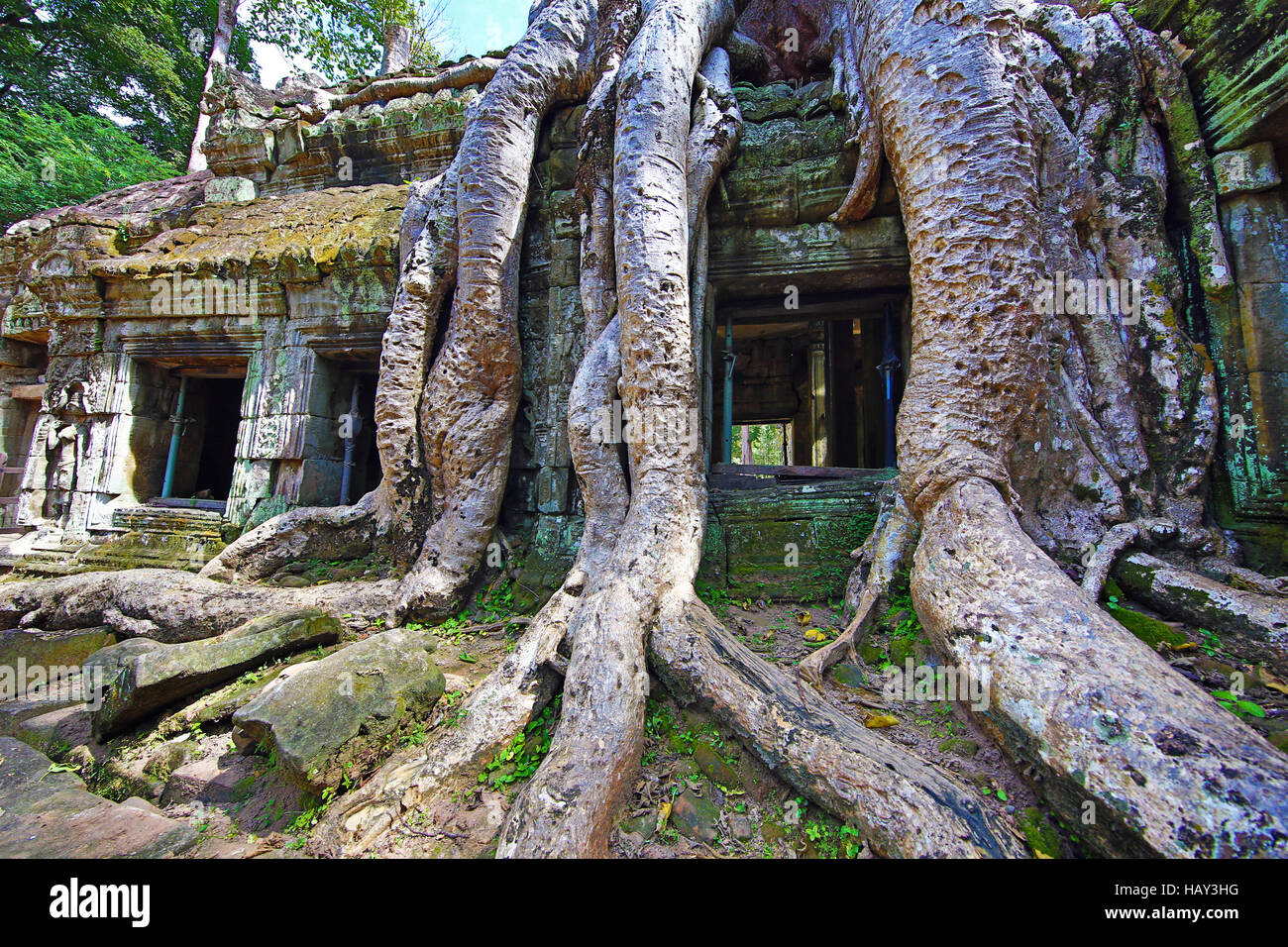 Les racines des arbres Spung couvrant ruines à Ta Prohm Temple, Angkor, Siem Reap, Cambodge Banque D'Images