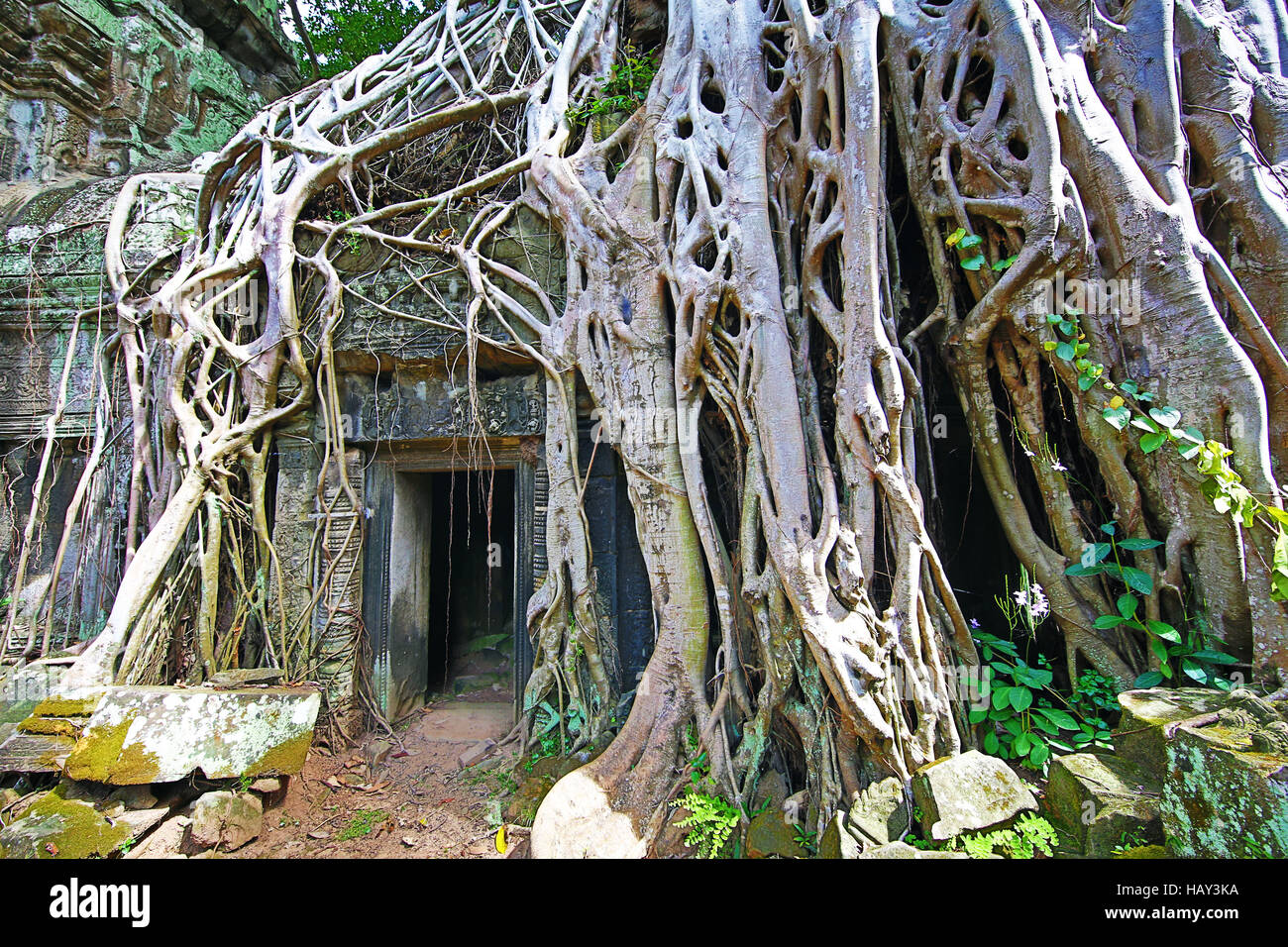 Les racines des arbres Spung couvrant ruines à Ta Prohm Temple, Angkor, Siem Reap, Cambodge Banque D'Images
