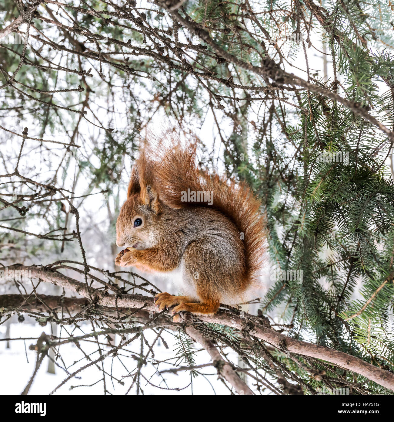 Écureuil rouge moelleux assis sur la branche de sapins à l'aide de l'écrou dans ses pattes à la gauche Banque D'Images