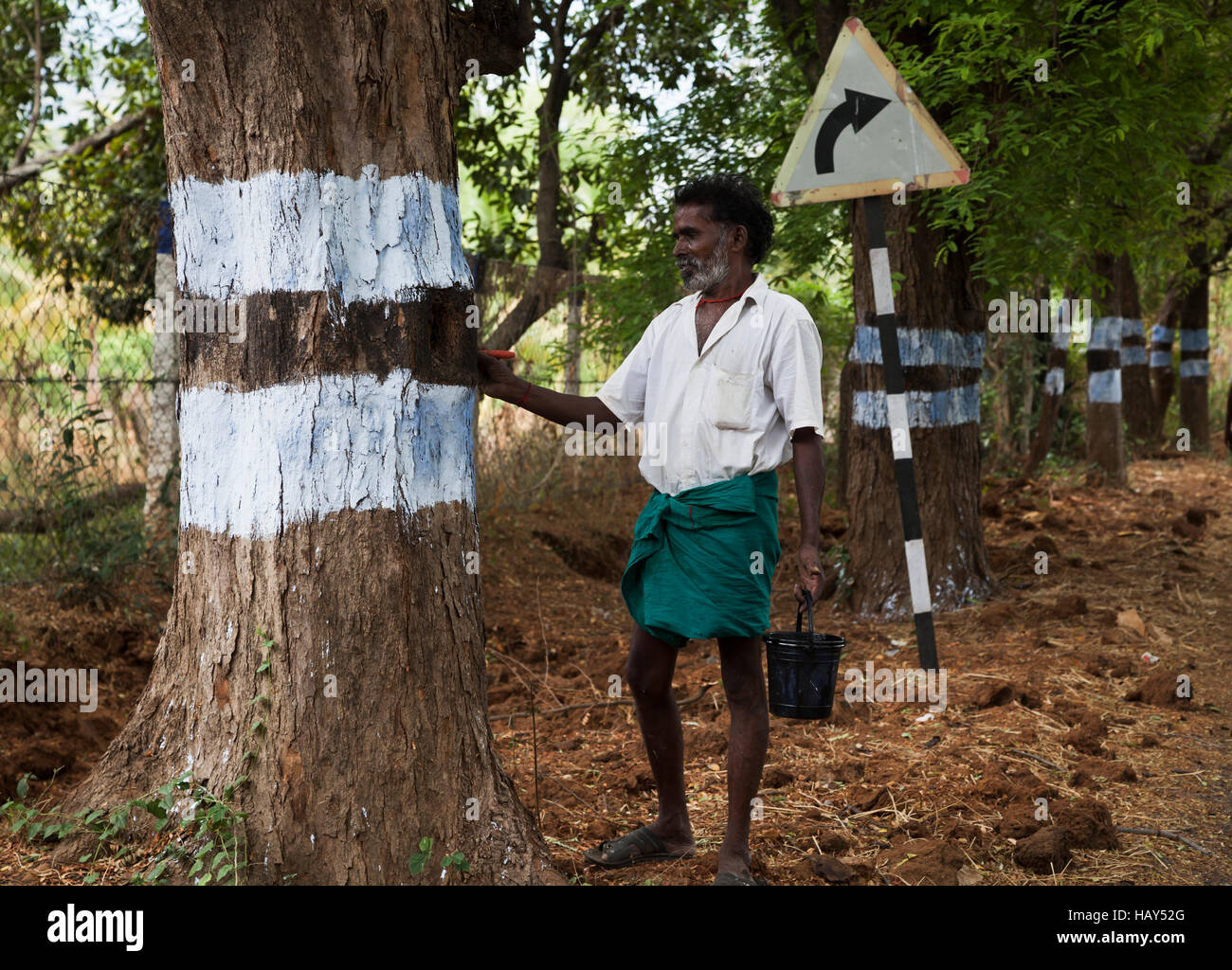 Travailleur indien sécurité peinture cernes des arbres sur la route, Tamil Nadu, Inde Banque D'Images