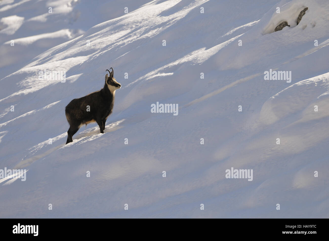 Chamois, Rupicapra rupicapra, Italie Banque D'Images