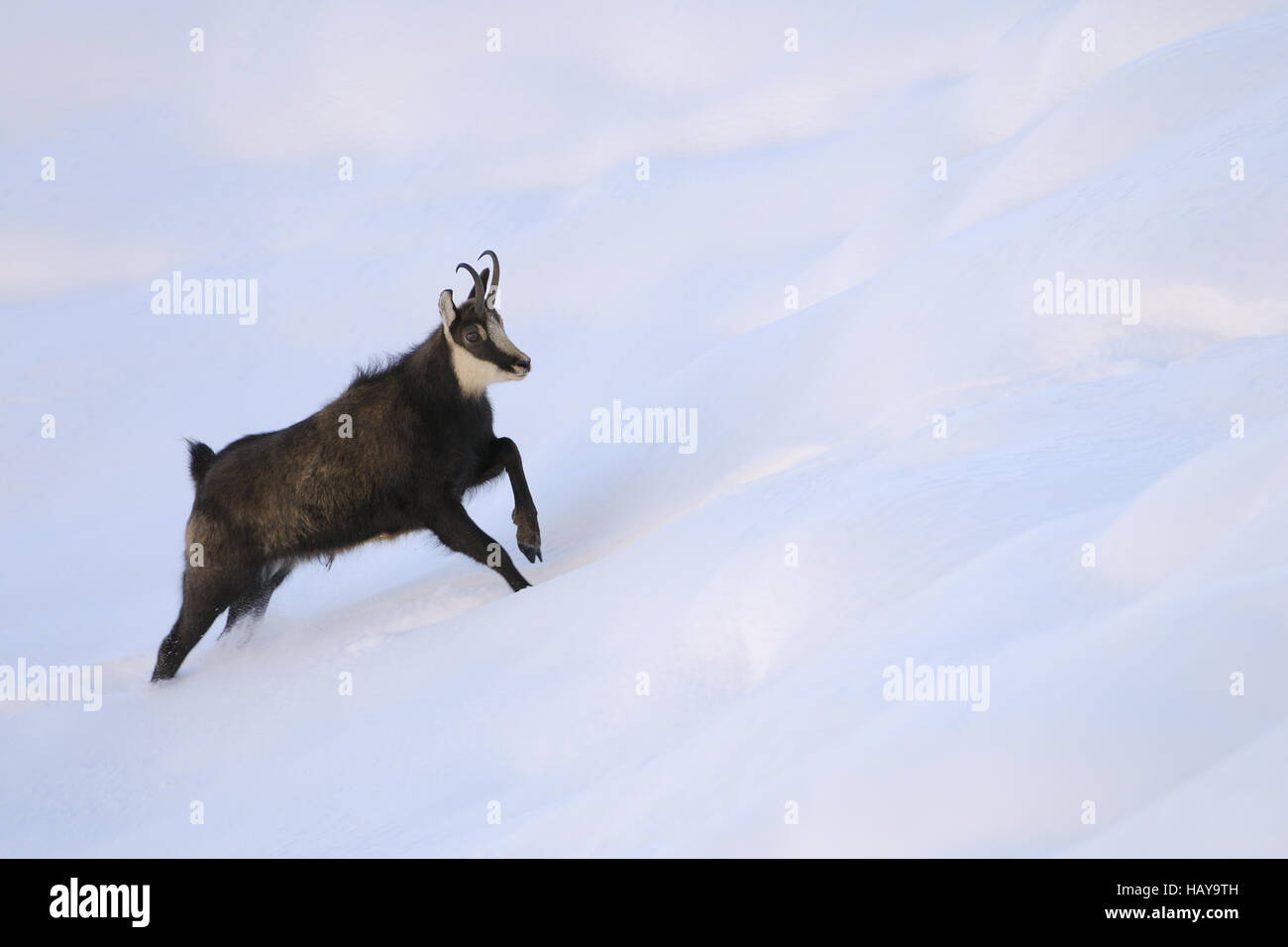Chamois, Rupicapra rupicapra, Italie Banque D'Images
