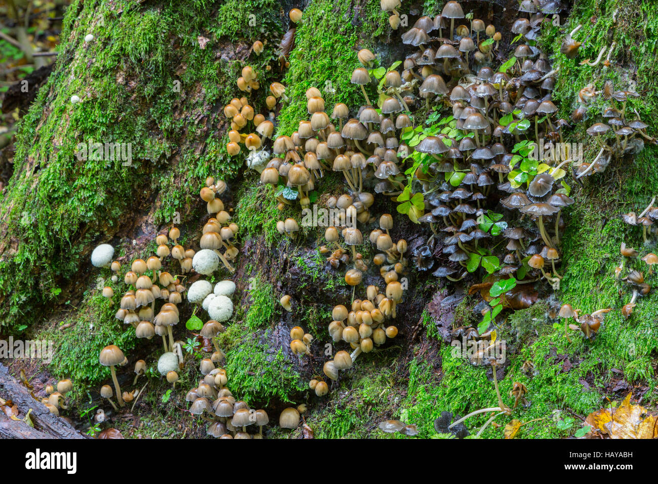 Bande d'champignon se développe plus de souche moussue, forêt de Bialowieza, Pologne, Europe Banque D'Images