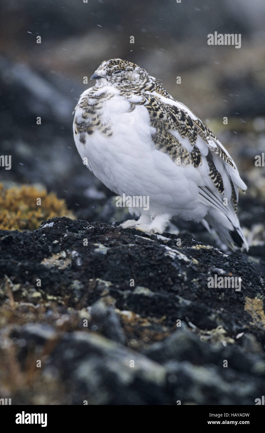 Le lagopède alpin dans la neige - la neige (poulet) Banque D'Images