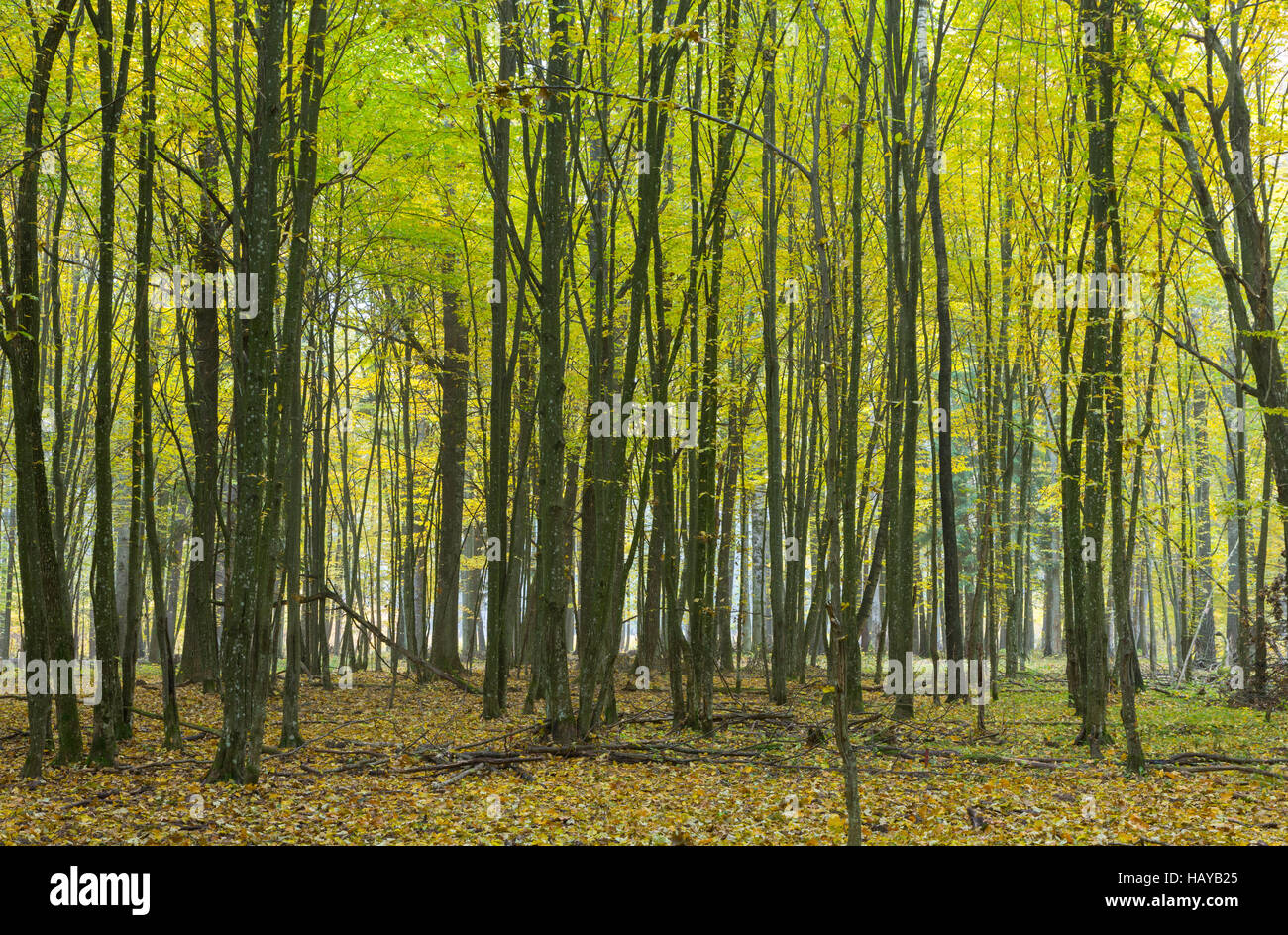 Charme des arbres dans le paysage d'automne des peuplement feuillu, La Forêt de Bialowieza, Pologne, Europe Banque D'Images