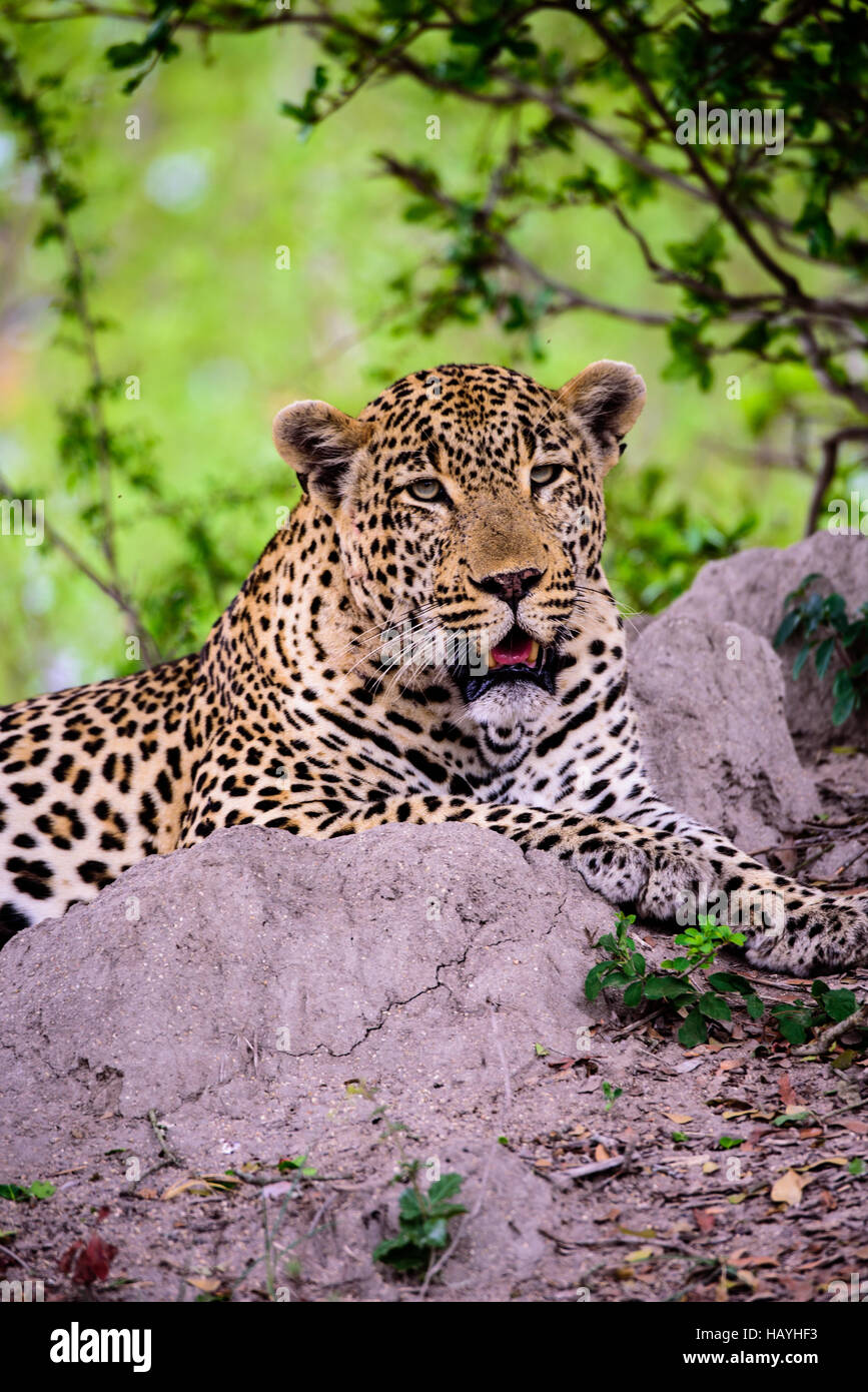Tête et des épaules d'un léopard mâle Banque D'Images
