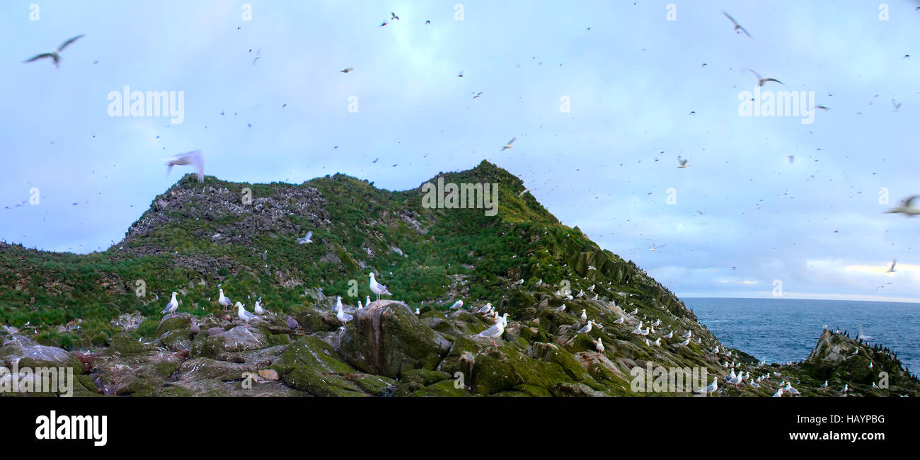 La structure géologique de la masse 1. Rock démonstratif de l'océan Pacifique (îles Aléoutiennes dans la chaîne volcanique) est d'origine volcanique, composé de colonnes de basalte (basaltes joi Banque D'Images