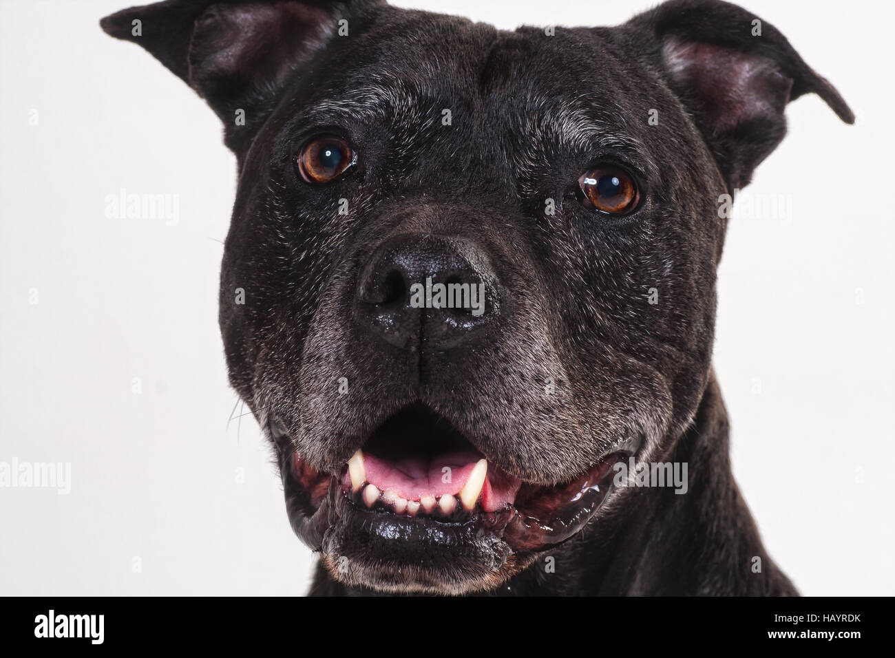 American Staffordshire terrier Banque D'Images