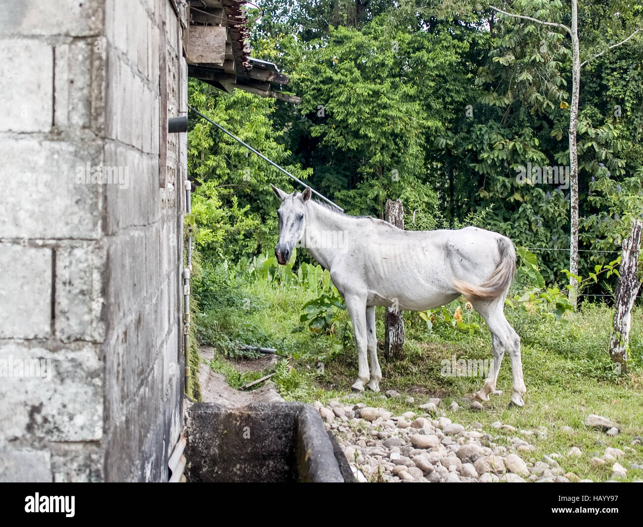 Cheval blanc Nag Banque D'Images