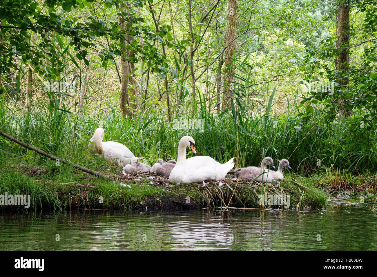 Swan, cygnes, famille, enfants, bébés, nid Banque D'Images