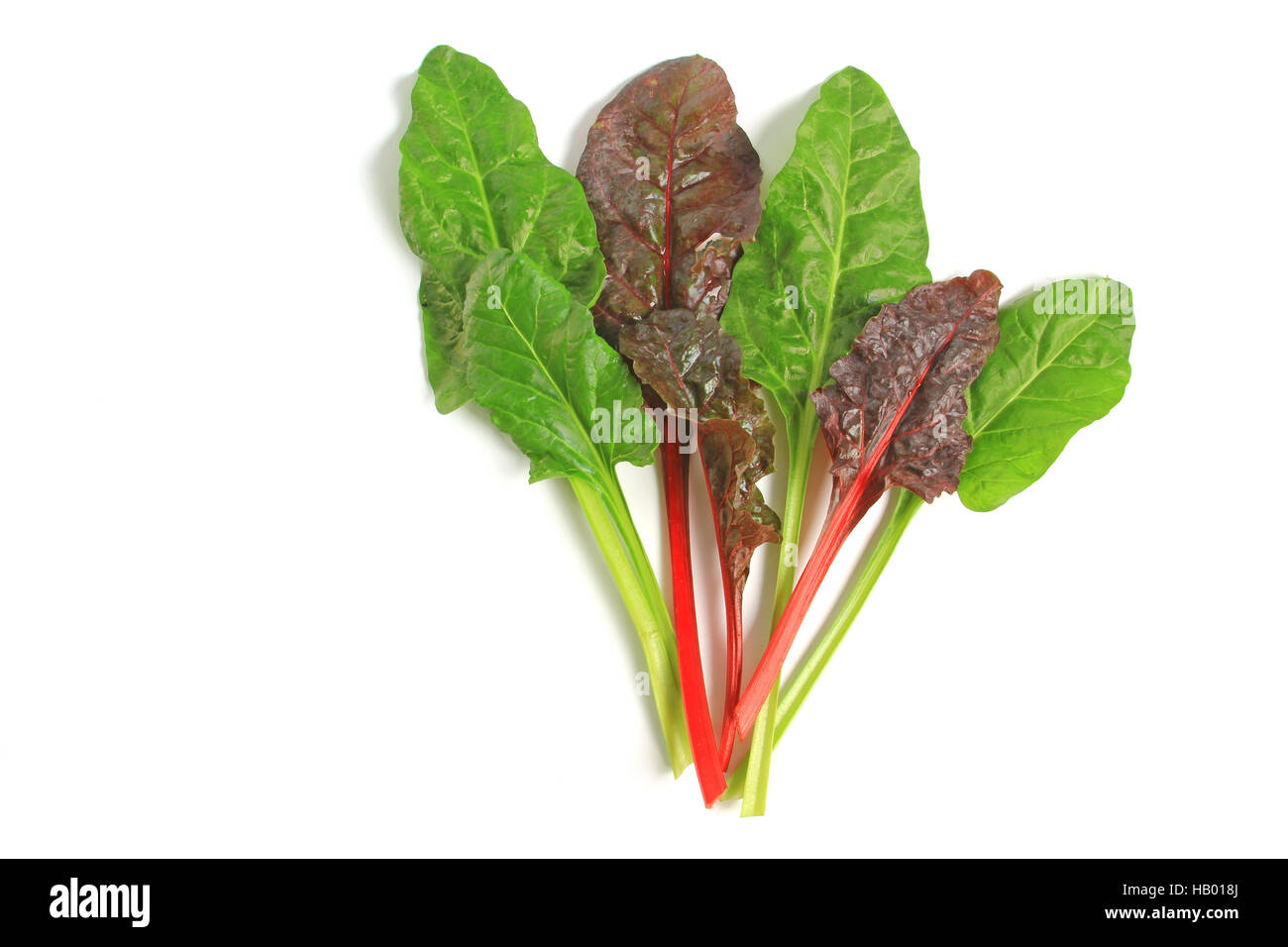 Bette (Beta vulgaris subsp. vulgaris) Banque D'Images