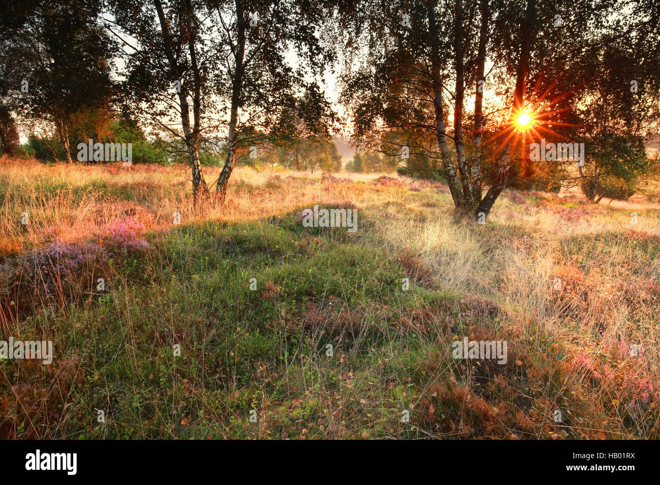 Lever de soleil sur l'été pré avec Heather fleurs et d'arbres de bouleau Banque D'Images
