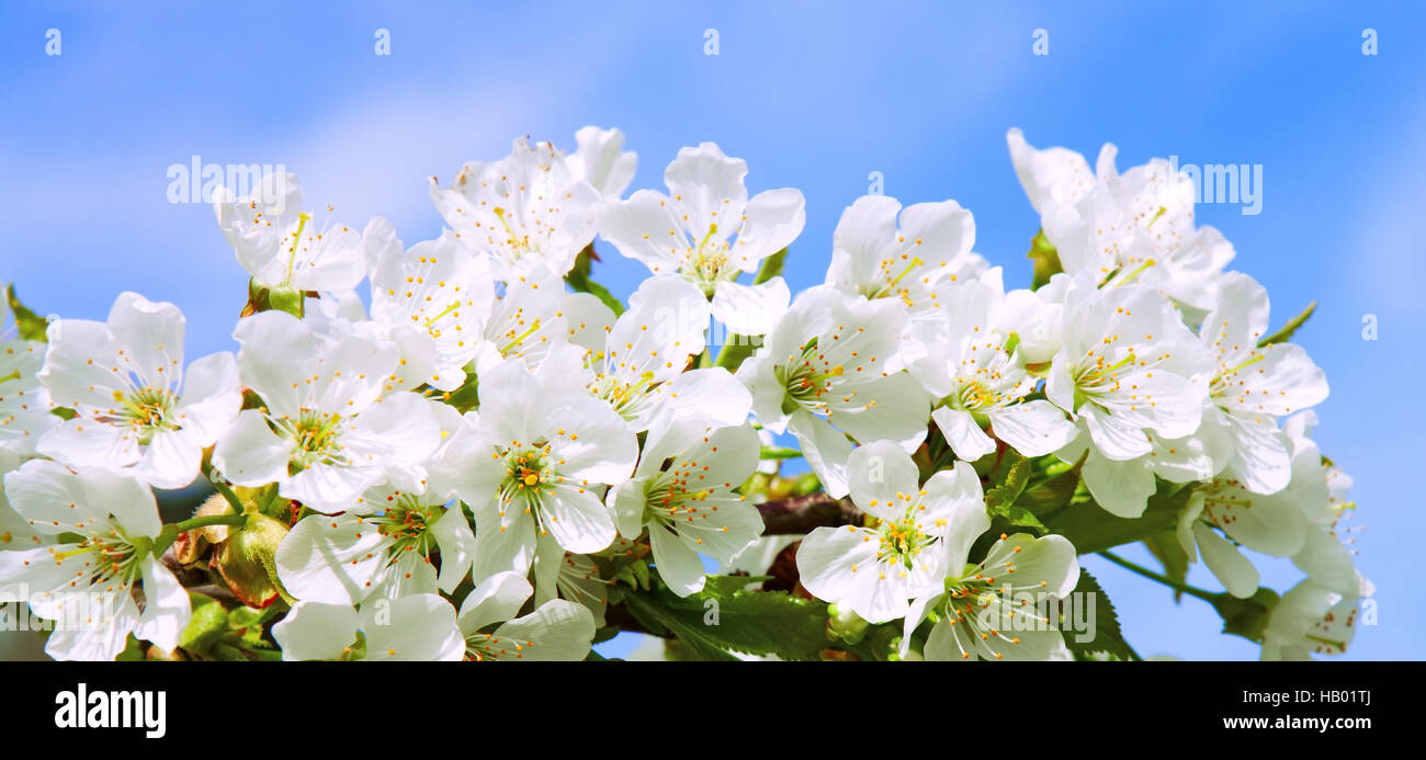Les fleurs de cerisier . Banque D'Images