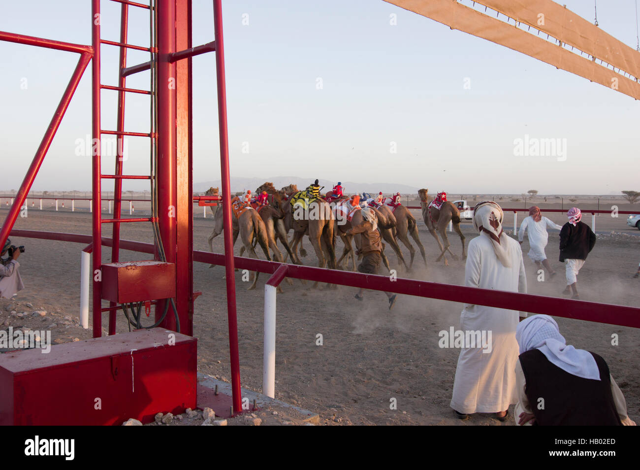 Jockeys de chameaux avec robot vis de la barrière de départ sur une piste de course de chameaux dans le désert, dans le Sultanat d'Oman Banque D'Images