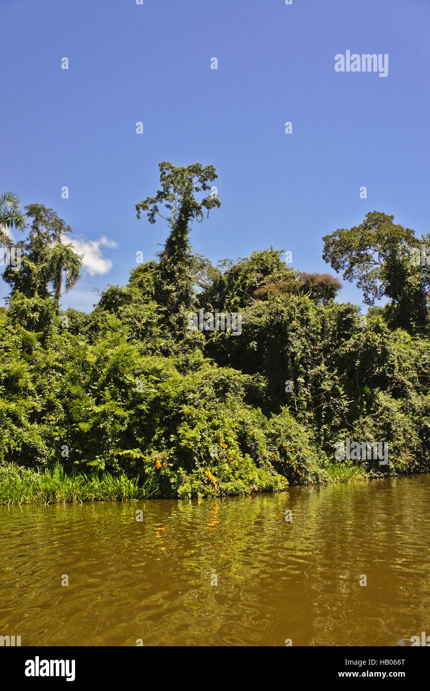 Bassin amazonien, le Parc National Tambopata, Pérou Banque D'Images