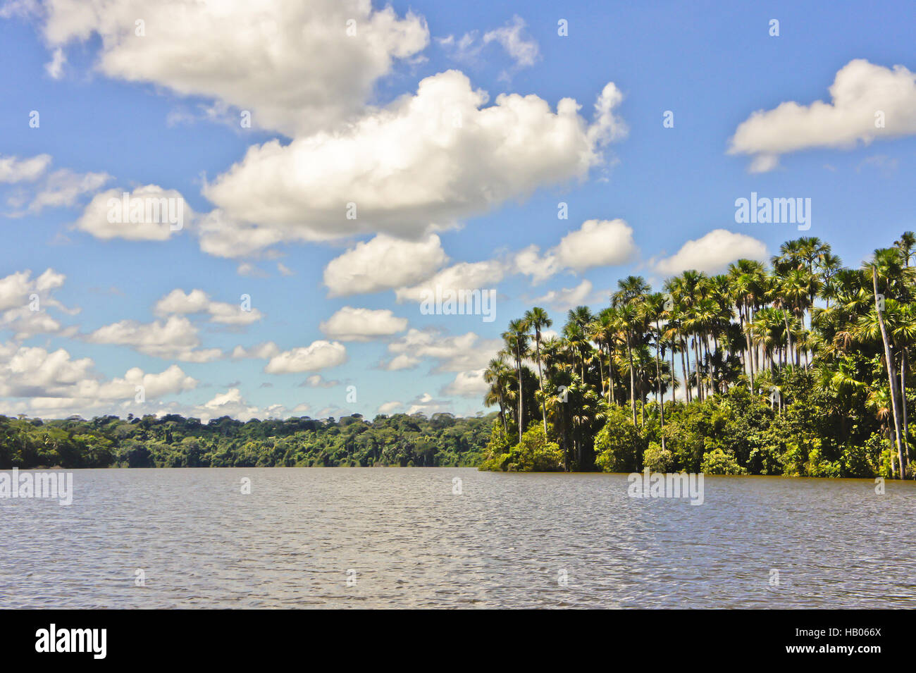 Bassin amazonien, le Parc National Tambopata, Pérou Banque D'Images