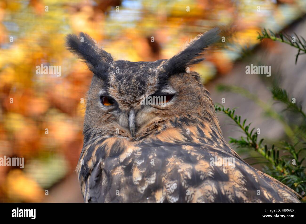 Grand hibou Banque D'Images