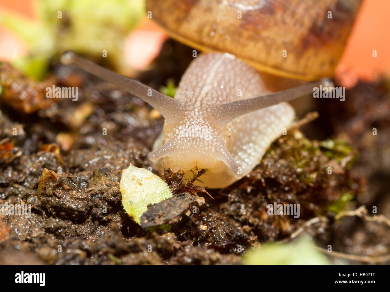 Schnecke Banque D'Images