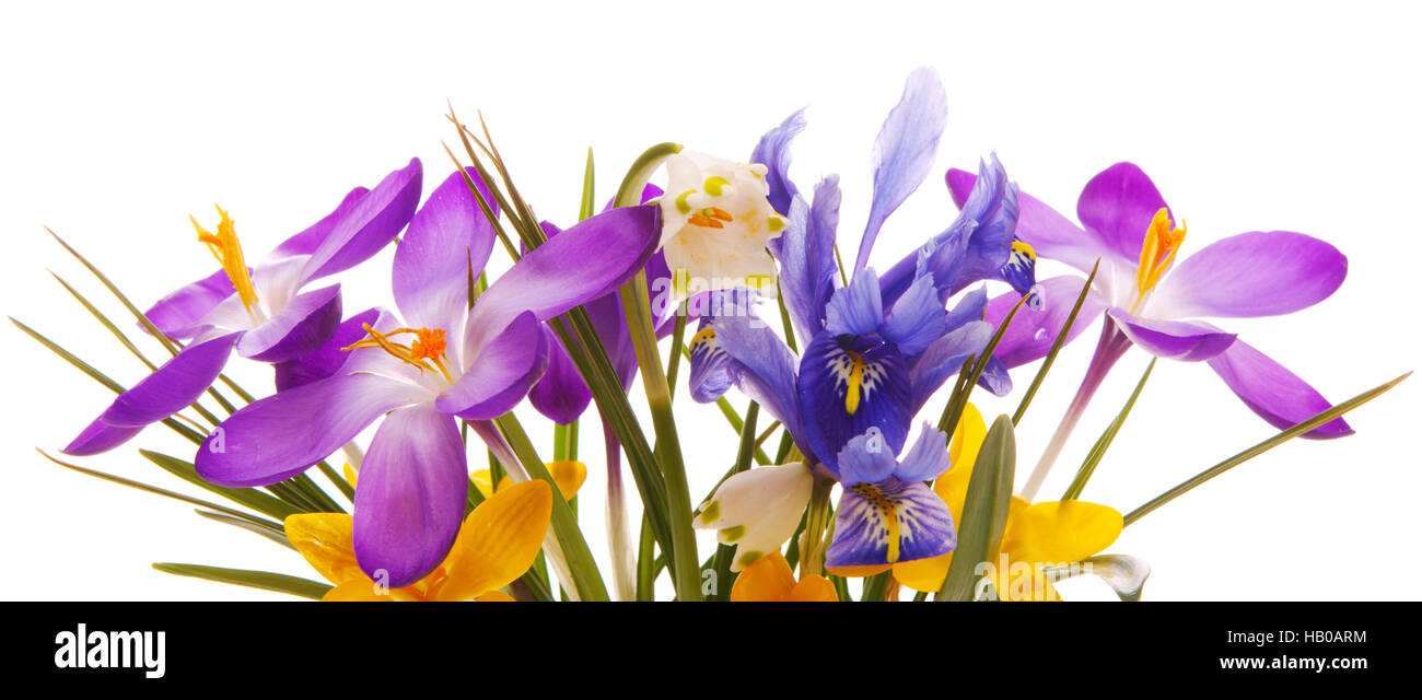 Fleurs de Printemps colorés isolé . Banque D'Images