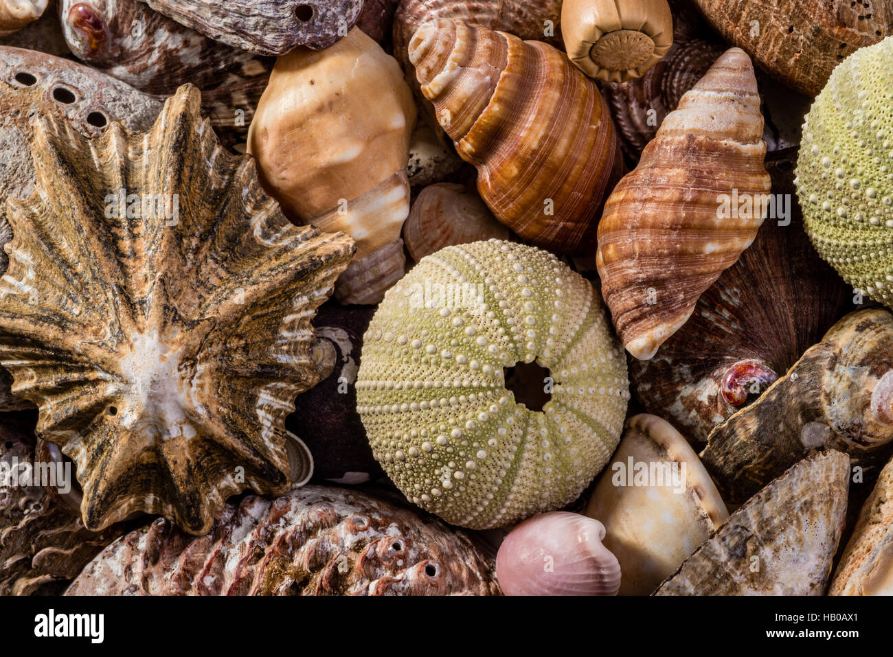 Coquillages Mixtes Et Étoiles De Mer Naturelles 3-9cm - Décoration Plage Et DIY
