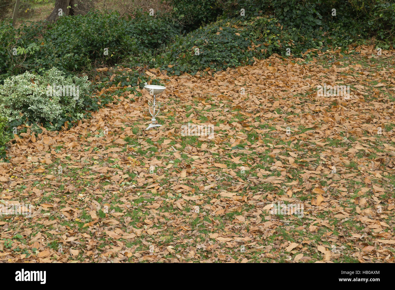 Un bain d'oiseaux dans un jardin entouré de feuilles tombées en automne Banque D'Images