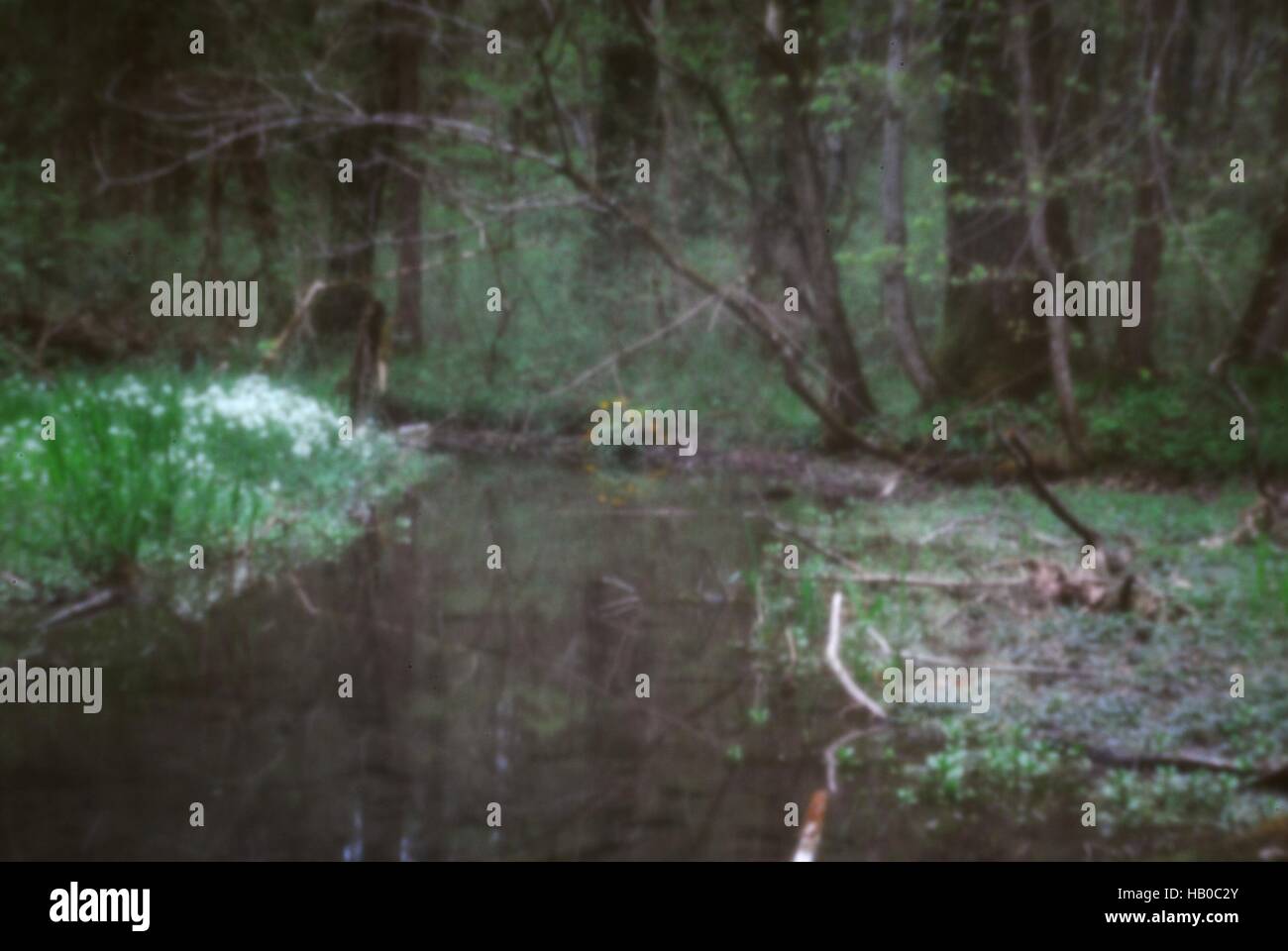 Forest floodlain (caméra cachée) Banque D'Images