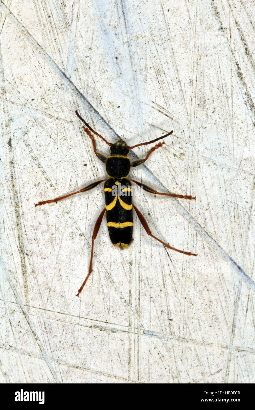 Le longicorne asiatique, le Wasp, Clytus arietis Banque D'Images