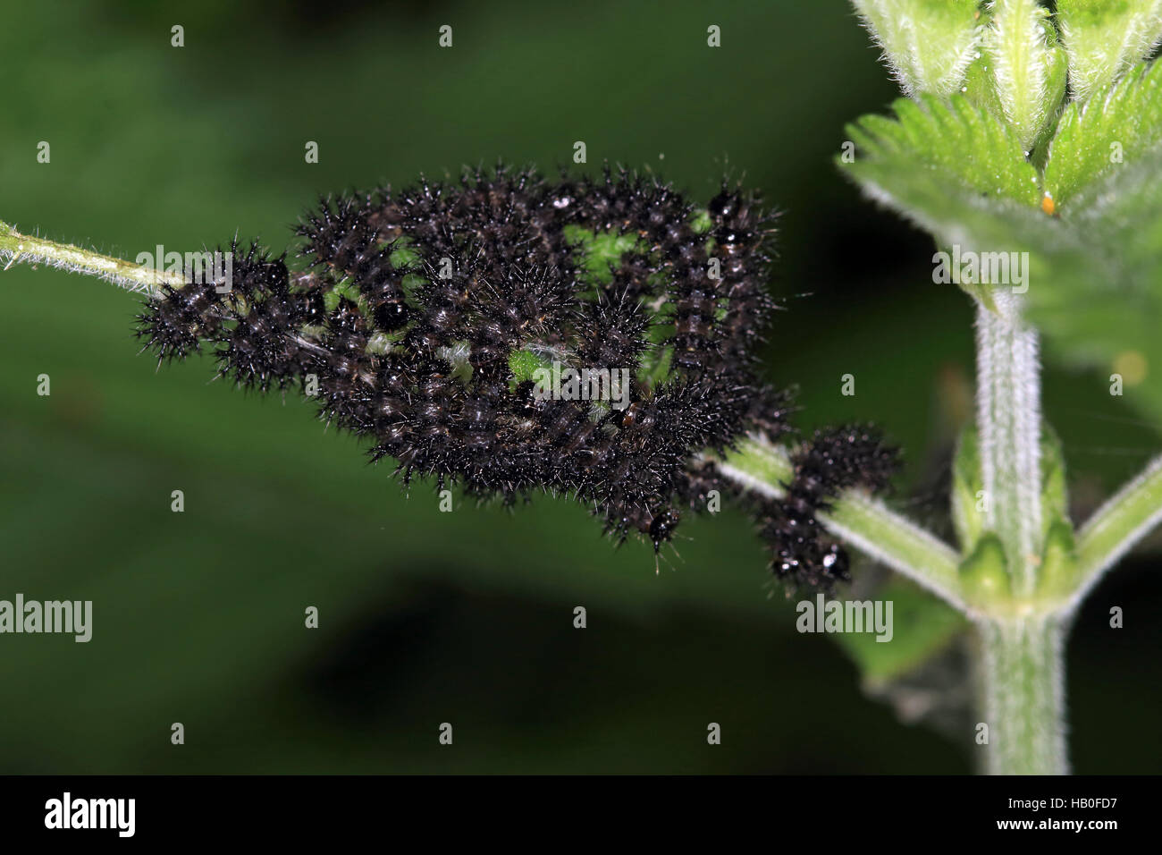 Peacock butterfly caterpillar, Inachis io Banque D'Images